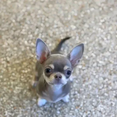 Vaccinated Chihuahua Puppy — Shimoga Home Delivery