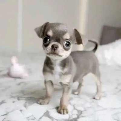 Family-Raised Chihuahua in Tumkur