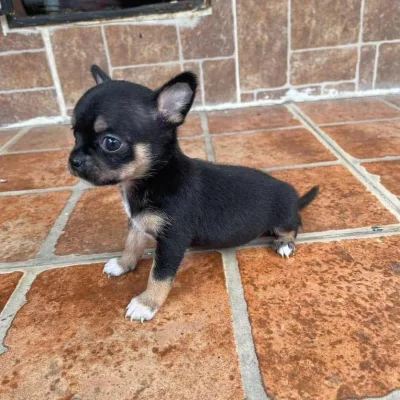 Top Quality Chihuahua Puppy for Sale in Udupi