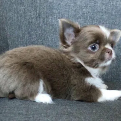 Chihuahua Puppy with Health Guarantee — Saket