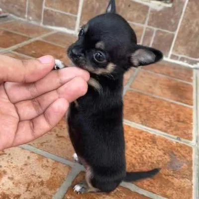 Mexican Lineage Chihuahua in South Delhi