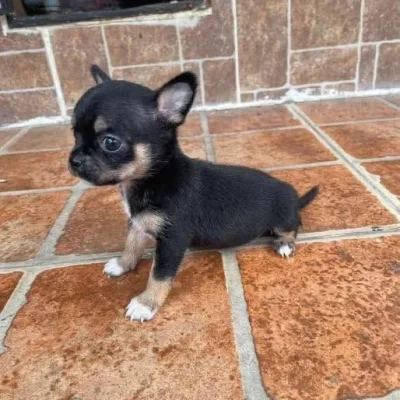 Chihuahua Pup with Pedigree Papers in West Delhi