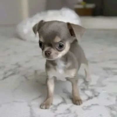 Champion Bloodline Chihuahua in Sonamura