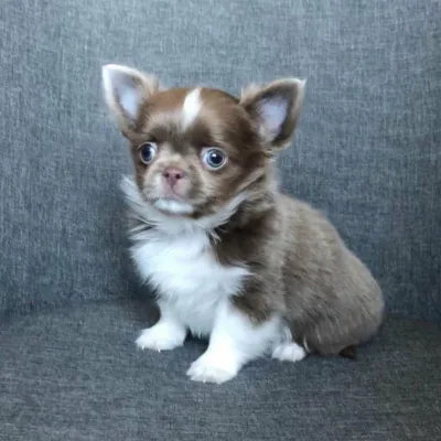 Chihuahua Puppy from Trusted Breeder in Purnia