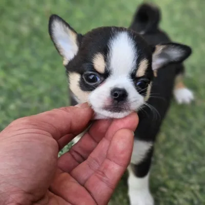 Chihuahua Pup with Vet Records — Sasaram