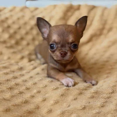Show-Line Chihuahua Puppy in Barbil