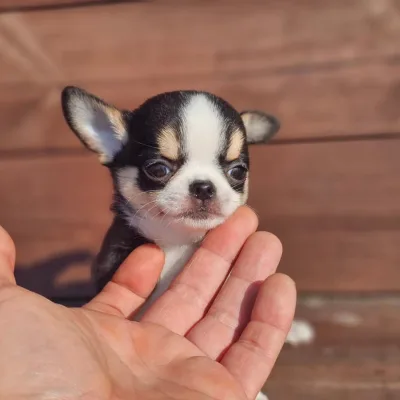 Mini Apple-Head Chihuahua for Sale in Baripada