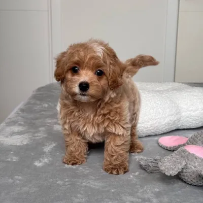Cockapoo Puppy for Sale in Nepalgunj