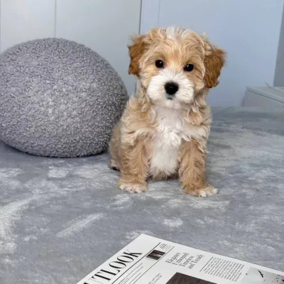 Cockapoo Puppy for Sale in Kathmandu