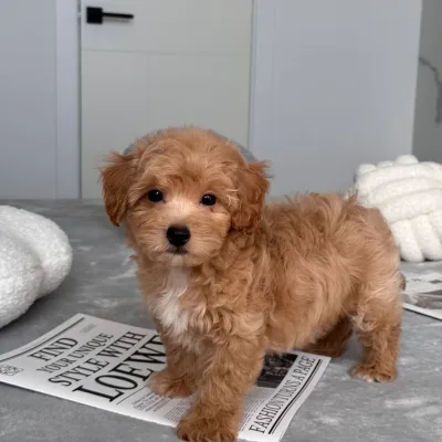 Cockapoo Puppy for Sale in Ahmedabad