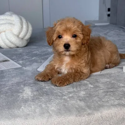 Cockapoo Puppy for Sale in Bharatpur