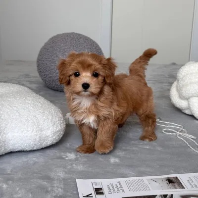 Cockapoo Puppy for Sale in Visakhapatnam