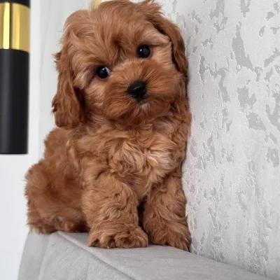 Cockapoo Puppy for Sale in Bangalore