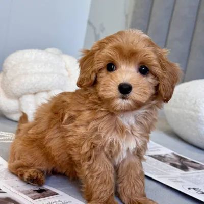 Cockapoo Puppy for Sale in Coimbatore