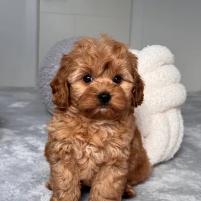 Cockapoo Puppy for Sale in Dharan