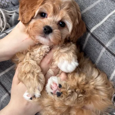Cockapoo Puppy for Sale in Khowai