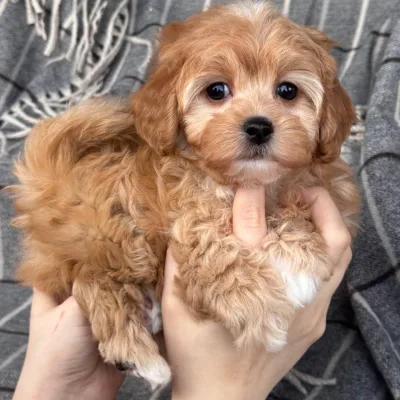 Cockapoo Puppy for Sale in Cuttack