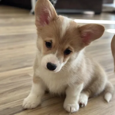 Pembroke welsh corgi puppy for sale in delhi