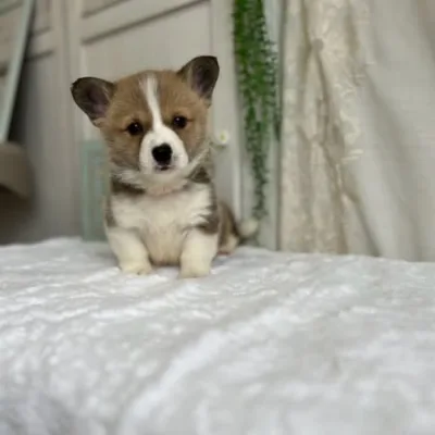 Welsh corgi puppy for sale in india