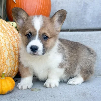Corgi puppies for sale in Mumbai