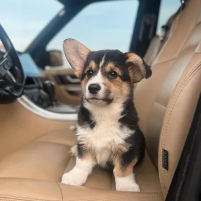 Tri-Color Corgi Puppy for Sale in Pune