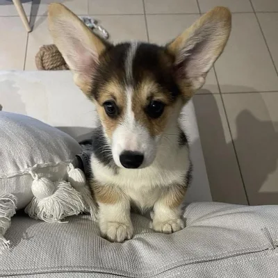 Tri-Color Corgi Puppy for Sale in Khowai