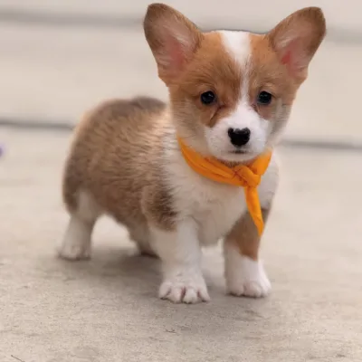 Big-Eared Corgi Puppy in Bangalore