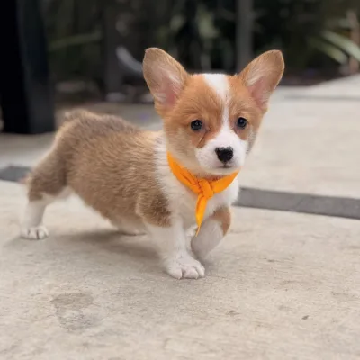 Premium Corgi Puppy in Gurgaon