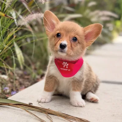 Adorable Corgi Pup in Gurugram