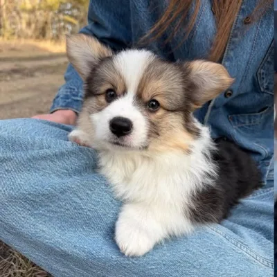 Cuddly Corgi Pup for Sale in Dharan