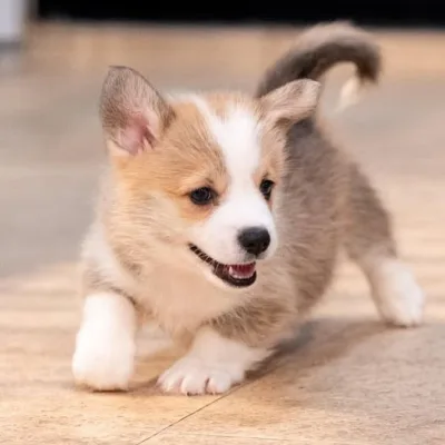 Royal-Look Pembroke Corgi Pup in Hetauda