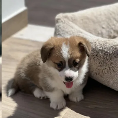 Corgi Pup Up for Loving Home in Ahmedabad