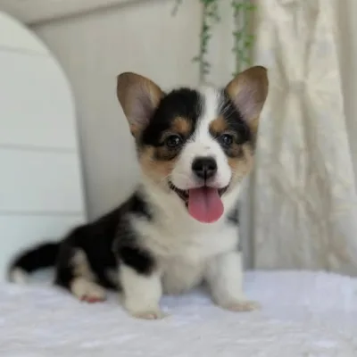 Red & White Corgi Pup in Butwal