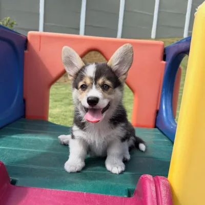 Royal-Look Pembroke Corgi Pup in Bhaktapur