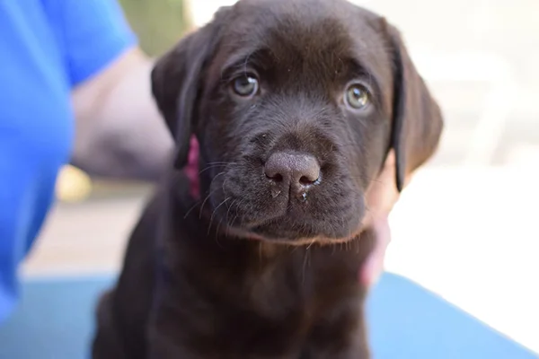 Healthy Labrador Puppy Male