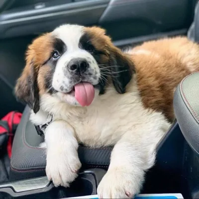 Saint bernard Puppies For Sale in Gurgaon