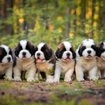 Massive Saint Bernard Pup Ready to Go Home in Bhaktapur