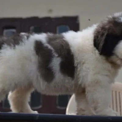 Heavy Bone Saint Bernard Pup for Sale in Nepalgunj