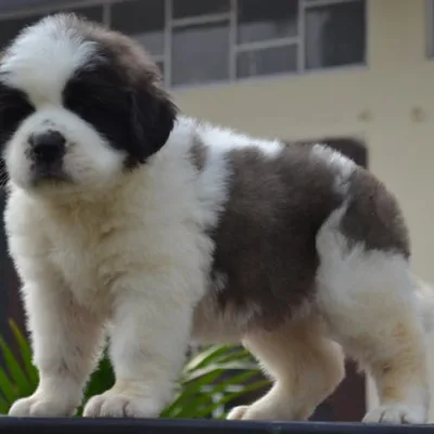 Mahogany Saint Bernard Puppy in Birgunj