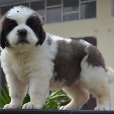 Long-Coat Saint Bernard Available in Janakpur
