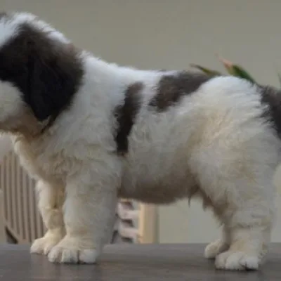 Premium Saint Bernard Puppy in Idukki