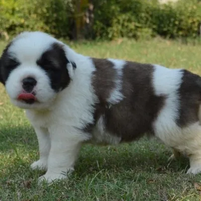 Adorable Saint Bernard Pup in Kannur