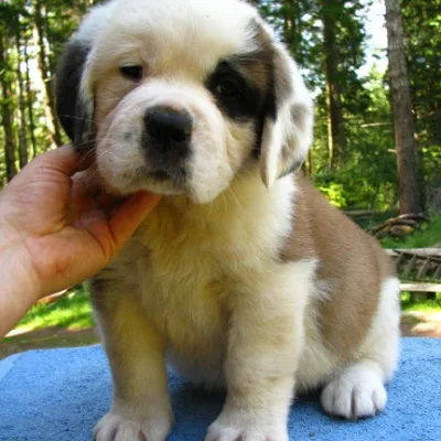 Sweet Saint Bernard Looking for Home in Chandigarh