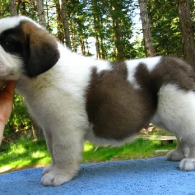 Russian Lineage Saint Bernard in Kochi