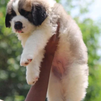 Show-Quality Saint Bernard Puppy in Coimbatore