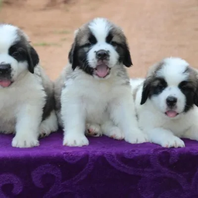 Massive Bone Saint Bernard Puppy in Bangalore
