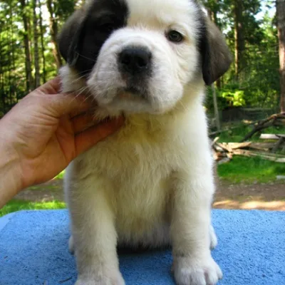Premium Saint Bernard Puppy in Gurgaon