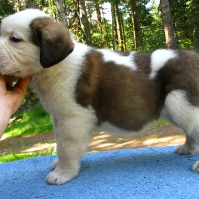 Saint Bernard Puppy from Trusted Breeder in Palakkad