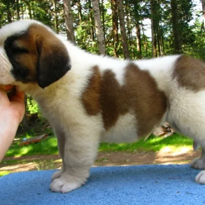 Friendly Giant Saint Bernard Pup in Pathanamthitta
