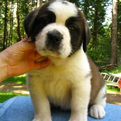 Top Quality Saint Bernard Puppy for Sale in Bharatpur